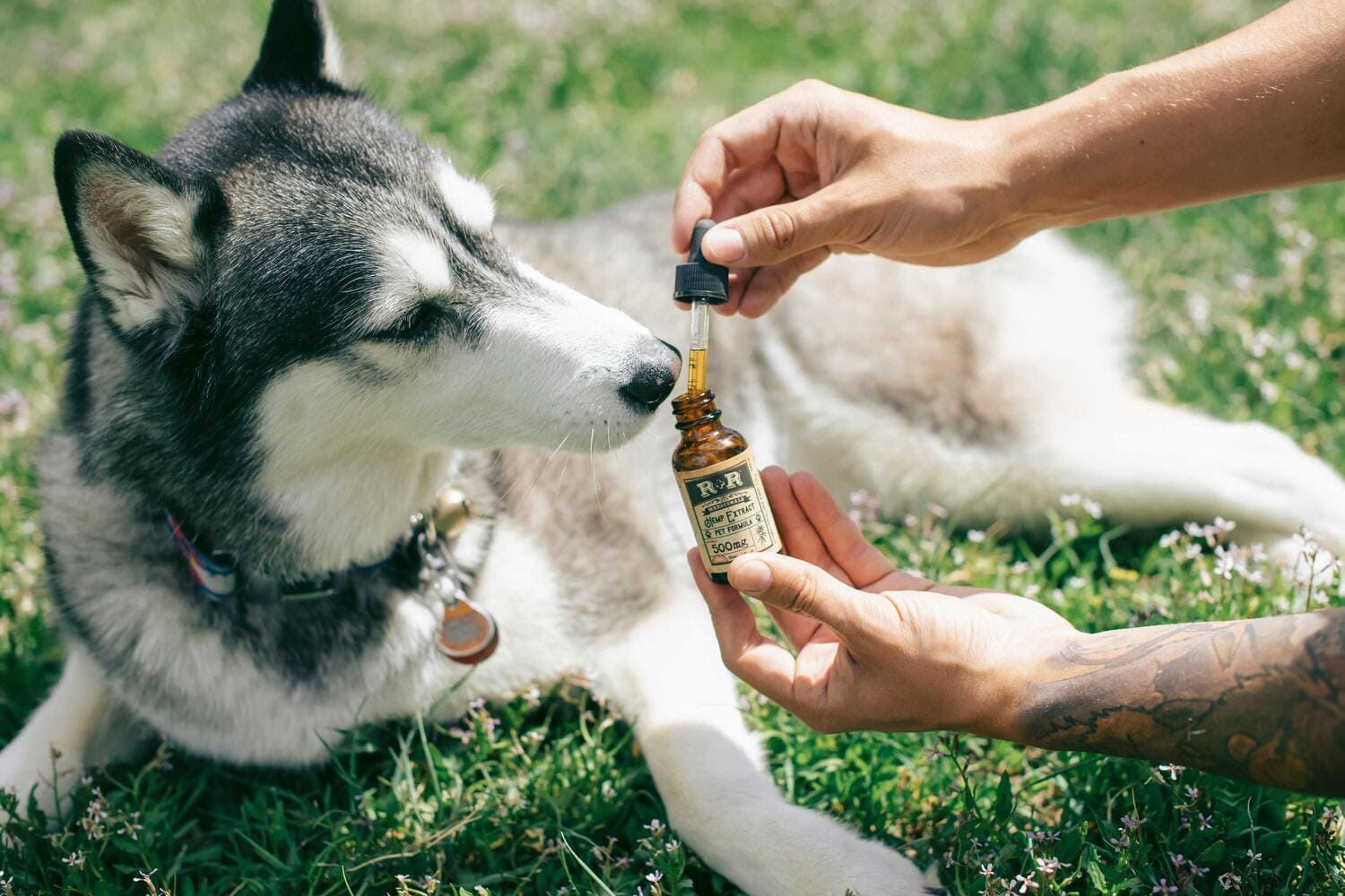 CBD ajuda em casos de dor crónica em pets?